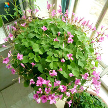 颜美 紫叶幸运草 绿叶红花三叶草紫叶酢浆草种球紫叶榨浆草红叶炸酱草盆栽花卉种球 紫叶酢浆草种根 绿叶酢浆草种根/50个+10包生根粉