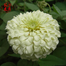 花友秀 百日草种子百日菊种子草花高杆矮杆百日草花卉种子观花种子易种花海打造四季播易活花期长 矮杆百日草种子白色一斤