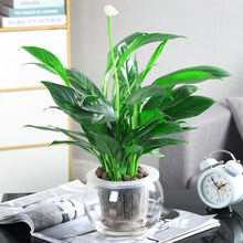 办公室水培植物室内红掌盆栽室内一帆风顺白掌花卉植物粉掌玻璃好水养带花苞 白掌(15D圆球瓶+陶粒) 含盆