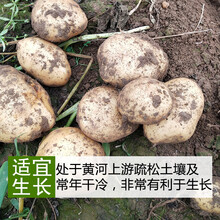 新鲜甘肃定西大土豆带箱5/10斤高山洋芋白心马铃薯农家自种蔬菜 10斤中果