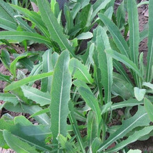 【苦麻菜种子】曲曲菜野苦菜取麻菜苦葛麻曲麻菜苣菜苣荬菜种子 【原厂彩包】【12克】约2500粒