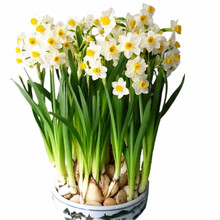 云杨园艺水培 碗莲 百合 水仙花种球西洋球根 太阳花满天星五彩石竹花种子多头洋水仙花大种球迎客松盆栽 L水仙种球3个+陶瓷花盆