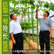 颜集卉【巨型特长丝瓜种子】高产丝瓜种子庭院阳台盆栽菜种子四季播蔬菜 巨型1号丝瓜种子【瓜长2米】 20粒种子【送肥料】