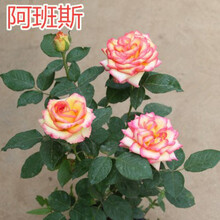 八目尚賞 花 大花月季花苗嫁接月季树苗玫瑰花苗欧月庭院阳台盆栽花卉带花苞 阿班斯 月季小苗 不含盆