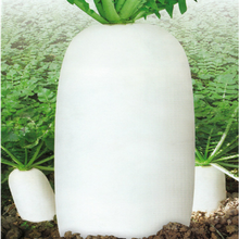 颜集卉春夏四季大白萝卜种子 特大九斤王迟萝卜地栽白萝卜特色蔬菜籽 大白萝卜种子500克