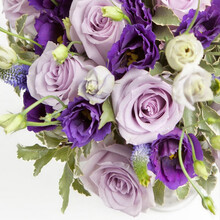 种植桔梗 价格 图片 品牌 怎么样 京东商城