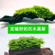 听白阁莫斯水草 美凤 火焰 三角 松茸 网片 定制网片 定制半球 定制沉木莫斯 前置景活体水草 三角莫斯沉木自制随机大小