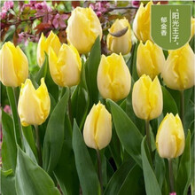 万花丛 郁金香种球荷兰重瓣水培花卉 种子球根花卉植物盆栽多年生植物 大球带芽 阳光王子 带盆栽好 自动吸水盆