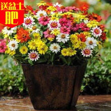 满天星种子易爆盆四季种易活开花不断室内阳台盆栽种子观花卉植物 百日草200粒+送盆土肥