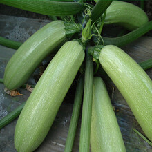 西葫芦瓜 蔬菜种子菜籽 阳台庭院田园种菜 盆栽 高出芽率一播大地 西葫芦原包装2袋