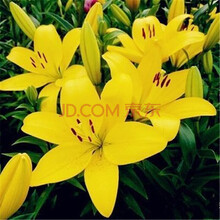 室内外盆室内外盆栽花卉植物香水百合种球百合花种球花苗绿植盆栽花卉植物 亚特 粉珍珠种球 雅荷种球