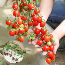 寿禾 蔬菜秧苗大全寿光四季蔬菜苗优质多种疏蔬莱菜苗种苗茄子幼苗番茄辣椒阳台盆栽农家家庭种植菜仔菜苗秧 圣女果苗（红美玉）6棵