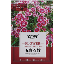 百萌（BAI MENG）五彩石竹种子常夏石竹花种籽子四季开花混色易种须苞石竹多年生草花种子阳台花籽 五彩石竹种子 混色型 5克约5000粒 厂商封装