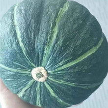 板栗绿贝贝南瓜种子 惠和1号日本粉糯面香甜高产寿光蔬菜种籽 板栗南瓜10粒