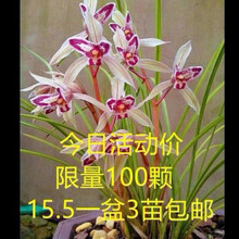 兰花 云南兰花超香莲瓣兰名品【剑阳蝶】浓香型 丽江星蝶6苗连体 不含盆