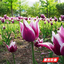 郁金香种球荷兰进口室内阳台郁金香种子花苗盆栽水养耐寒花卉植物 唐吉坎德（郁金香五球装+肥） 6CM及以上