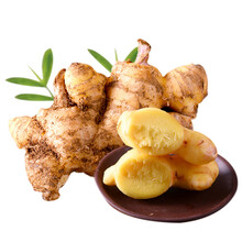 储山 生姜深山食材土姜泡茶老姜 黄姜汁味浓新鲜蔬菜 2斤