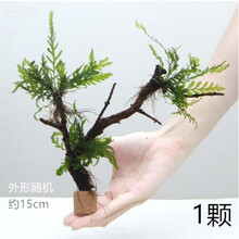 28莫斯活体水草定植环水草鱼虾缸水族箱造景装饰幼鱼虾躲避窝 黑木蕨小树定植1颗(手作)