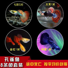 豆乐奇 孔雀鱼 凤尾鱼 繁殖鱼 胎生鱼 热带鱼观赏鱼淡水鱼百万鱼活体鱼小型鱼彩虹鱼孔雀鱼纯种孕母好养 特惠套餐B（图片所示）
