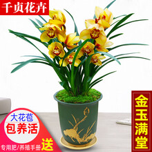 千贞兰花【金玉满堂】建兰四季兰花盆栽阳台花卉绿植鲜花客厅室内植物兰草兰花苗 金玉满堂5苗