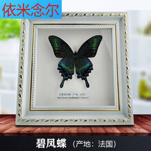 凤蝶标本 价格 图片 品牌 怎么样 京东商城