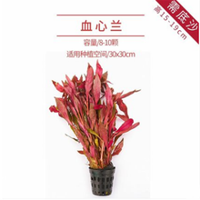 鱼缸造景莫斯沉木水榕活体无土淡水植物懒人增氧真水草趴地矮珍珠水溶群体鱼水草好养易活 血心兰