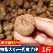 花姬魔芋种子新鲜云南高产花魔芋种粒种球魔芋种籽消毒脱水1斤装二代种
