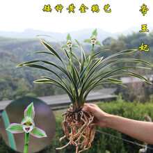 艾莹兰花 绿云梅 矮种浓香兰花苗花卉盆栽冬带花苞室内阳台绿植物 促销：帝王妃2苗连体裸根