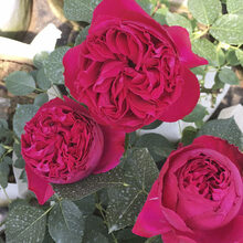 藤本月季玫瑰蔷薇花苗大花浓香庭院爬藤花卉盆栽阳台四季开花绿植 红色龙沙宝石(大花四季) 30CM-50CM高苗子