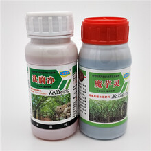 汰腐净魔芋灵魔芋防病药软腐病魔芋专用叶面肥魔芋专用 汰腐净1盒