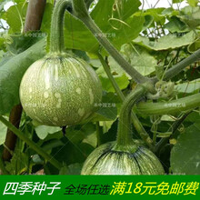 南瓜种子籽短蔓无曼四季田地嫩蔬菜斑点一串铃南瓜早熟迷你西葫芦 早秀南瓜散装60粒