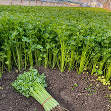 寿禾 四季小香芹种子/芹菜苗水芹菜欧芹鲍芹大田高产山芹阳台盆栽种菜蔬菜苗种苗春季蔬菜种孑菜籽种籽 四季小香芹种子 30g装（10g*3袋装）