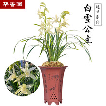 华香园绿植花卉 兰花苗 【白雪公主】 建兰 四季兰素台北小姐办公室内盆栽盆景水培耐阴植物 白雪公主 1棵5苗 不带花苞  裸根发货