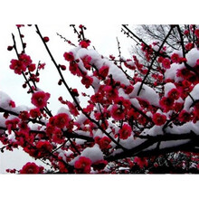 唯友 红梅梅花树苗腊梅树桩盆景庭院盆栽梅花苗嫁接 红梅 3公分粗