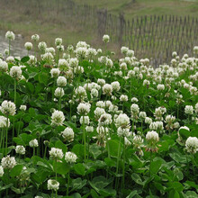 花琴 白三叶草种子四季常青护坡绿化幸运草室内外植物果园绿肥种籽草坪种子园林绿化工程草种籽/白三叶1斤
