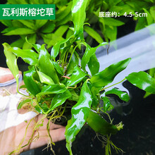 水草植物鱼草缸懒人坨草活体新手入门级无土净化水质不用泥的水草 瓦利斯榕小坨