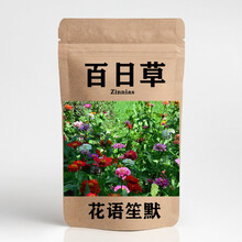 百日草花种子四季易种室外庭院阳台景观花海百日菊花种籽开花不断步步高花卉种子 混色装 10克约500粒（可播2平方米）