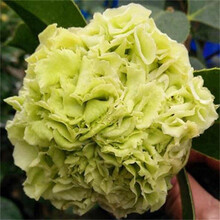 盆栽茶花苗 四季香妃茶花盆栽带花苞浓香型庭院室内好养赤丹树苗花卉植物观赏花卉 当年开花耐寒花卉 绿可娜 4年苗带花苞发货