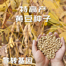 高产黄豆种子农家春季夏季播种易活田园种植号豆种 中黄13 【中黄13黄豆】简装500克