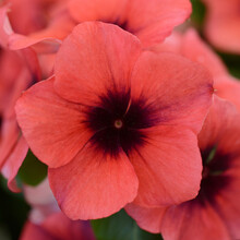 【虹越】春夏播种 花卉种子 醉蝶花长春花向日葵太阳花 萌吖吖系列盆栽切花种子 长春花 刺青木瓜