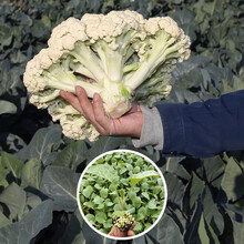 寿禾 青梗松花菜种子有机菜花花椰菜花菜苗家庭大田春季播种四季种植高产蔬菜菜籽种籽 松花菜苗 10棵