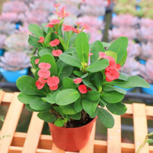 秋芊卉 虎刺梅铁海棠花苗带花四季开花阳台庭院盆栽花卉室内客厅植物 虎刺梅【不含盆】