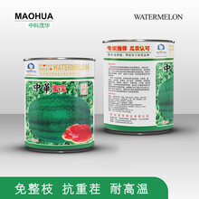 中科茂华可甜可美龙卷风西瓜种子抗重茬红天龙地龙如意瓜王超甜中华蜜宝免整枝打叉懒汉西瓜种籽四季阳台盆栽 中华蜜宝10克/盒【超低折扣180粒】