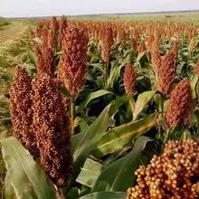 矮杆大穗高粱种子 抗旱高产红高粱 高产酿酒高粱种子春夏播种 矮脚红高粱种子 矮脚高粱种子1斤