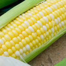 寿禾 黄白甜玉米种子水果玉米黄白粒奶香味美玉甜春季高产超甜金白甜蔬菜种籽种孑 美玉甜003水果玉米种子 100g