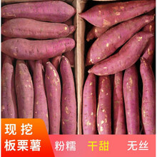 陕西临潼新鲜板栗红薯地瓜现挖现发干甜粉糯红薯2/5/10斤番薯 带箱9-10斤中薯 新鲜