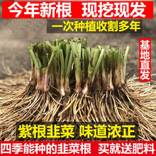 TLYY新黄韭菜根现挖紫根韭菜苗种子籽红根宽叶韭阳台四季盆栽种蔬菜苗 100棵韭菜紫根【可供1人食用】 裸根不带土