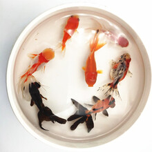 贝冠奇 观赏鱼活体水族宠物鱼大金鱼招财鱼小金鱼活体冷水鱼淡水鱼大眼金鱼银龙蝶尾3-5cm6-8cm 金鱼（3-5cm）随机7条 韵达快递