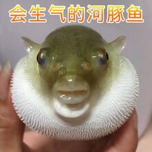 河豚观赏鱼水族宠物汽泡鱼弓斑潜水艇斑马狗头热带淡水活体鱼 青弓斑11-12cm1条 （送1备损共2条）