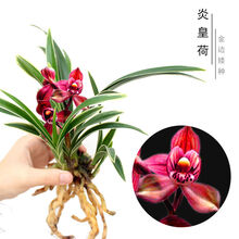 金边兰花苗迷你金边叶艺矮种建兰四季常青兰花室内盆栽花卉绿植物 炎皇荷3-5苗【带简易盆】